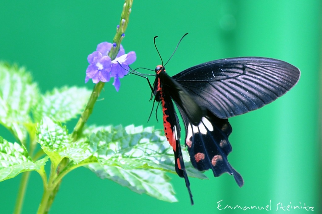 butterfly_botanic_garden
